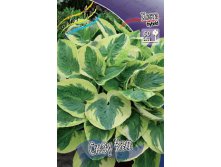 Hosta Snow Cap 157,2 .  3 .jpg