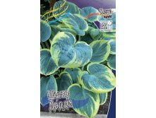 Hosta Sugar Daddy 266,5.  3 .jpg