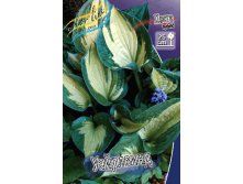 Hosta Whirlwind 248,3 .  3 .jpg