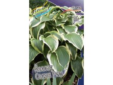 Hosta Yellow Splash Rim 190 . 3 .jpg