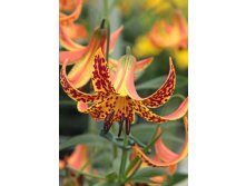 Lilium Canadense  650,9 .  2 ..jpg