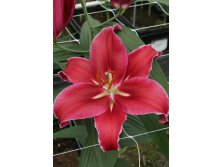 Lilium Cadenza NEW 254,5 .  10 ..jpg