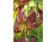 Lilium Maroon King  650,9 .  2 ..jpg