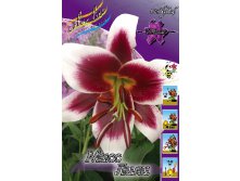 Lilium Miss Lily 292,8 .  10 ..jpg