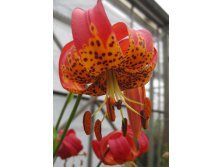 Lilium Pardalinum  260,9 .  2 ..jpg