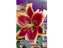 Lilium Robert Swanson 292,8 .  10 ..jpg