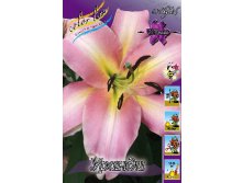 Lilium Urandi 292,8 .  10 ..jpg