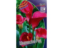 Zantedeschia Majestic Red 153,6 .  3 ..jpg