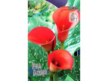 Zantedeschia Red Alert 153,6 .  3 ..jpg