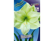 Hippeastrum Limona 259,2    1 .jpg