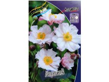 72_Anemone Loreley 215,5 .  3 ..jpg