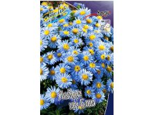 86_Aster Lady In Blue 207 .  5 ..jpg