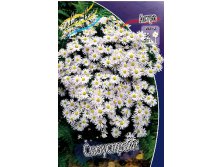 90_Aster Snowsprite 207 .  5 ..jpg