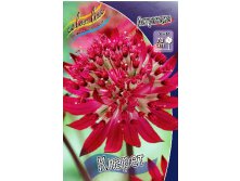 93_Astrantia Claret 186,4.  2 ..jpg