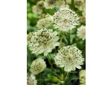 100_Astrantia Snow Star 254,4.  2 ..jpg