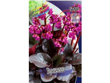 110_Bergenia Erioca 630,8 .  5 ..jpg