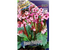 117_Bergenia Rosi Ruffles 254,4 .  2 ..jpg