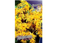 132_Ligularia Desdemona 127,10 .  2 ..jpg