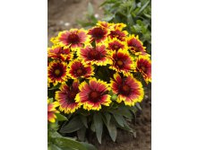 176_Gaillardia Arizona Sun 248,3 .  3 ..jpg