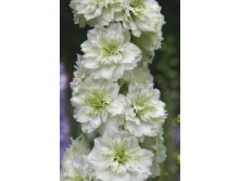 239_Delphinium Highlander Morning Sunrise NEW 193,7 .  1 .jpg