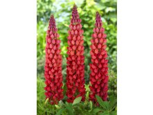 410_Lupinus West Country Towering Inferno NEW 390,4 .  2 .jpg