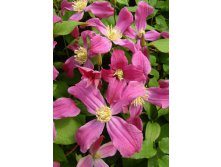 Clematis Inspiration 952,7 .  5 .jpg