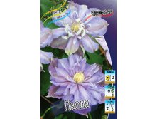 Clematis Paola 547,10.  5 .jpg