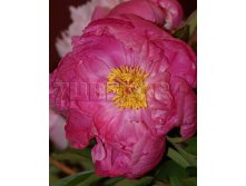 Paeonia-Dr.-Alex-Fleming.jpg