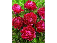 Paeonia-Felix-Crousse.jpg