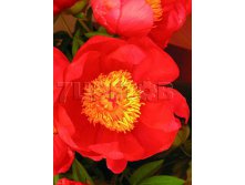 Paeonia-Flame.jpg