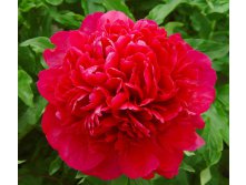 paeonia-lactiflora-red.jpg