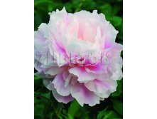 Paeonia-Morning-Kiss.jpg