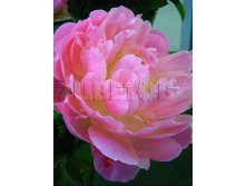 Paeonia-Pink-Hawaiian-Coral.jpg