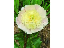 Paeonia-Primevere.jpg