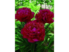 Paeonia-Red-Magic.jpg