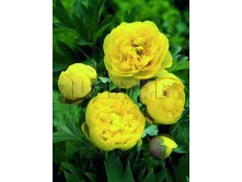 Paeonia-Yellow-Crown.jpg