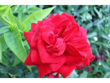 IMG_0733.JPG