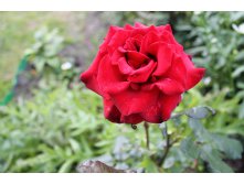 IMG_0731.JPG