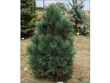 Pinus cembra Glauca-464,70