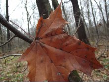 DSCF8144.JPG