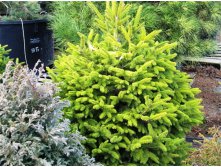 Picea abies Mountain Dew.jpg