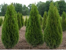 Thuja occidentalis Smaragd.jpg