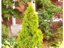 Thuja occidentalis Golden Smaragd.jpg