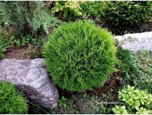 Thuja occidentalis Tiny Tim.jpg