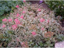   "" (Sedum spurium "Tricolor")-60 