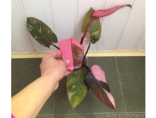  Philodendron Pink Queen -    ....