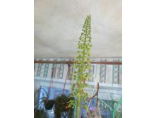 IMG_2889.JPG