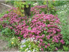   (Sedum Spurium)-30