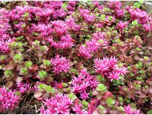   (Sedum Spurium)--40 