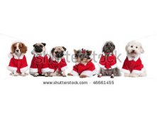 stock-photo-group-of-dogs-in-a-row-dressed-as-santa-claus-in-front-of-white-background-46661455.jpg